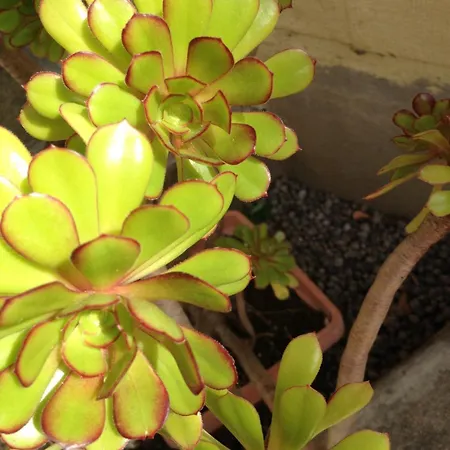 Appartement Casa Augusto Rosa